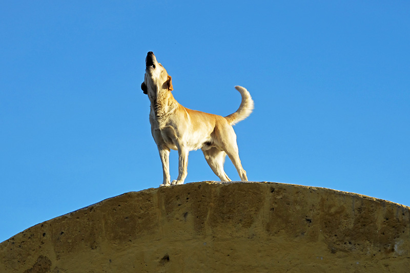 Bark at the Sun