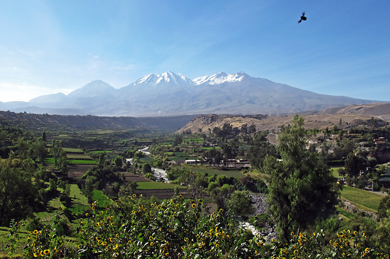 Bird flying over Chachani