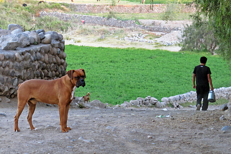 Boxer on the job