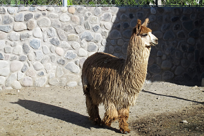 Lllama