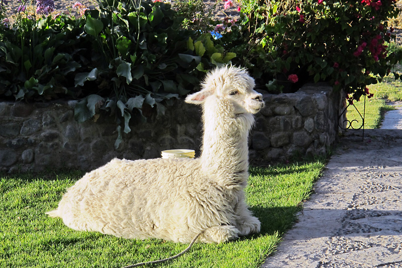 Pet alpaca