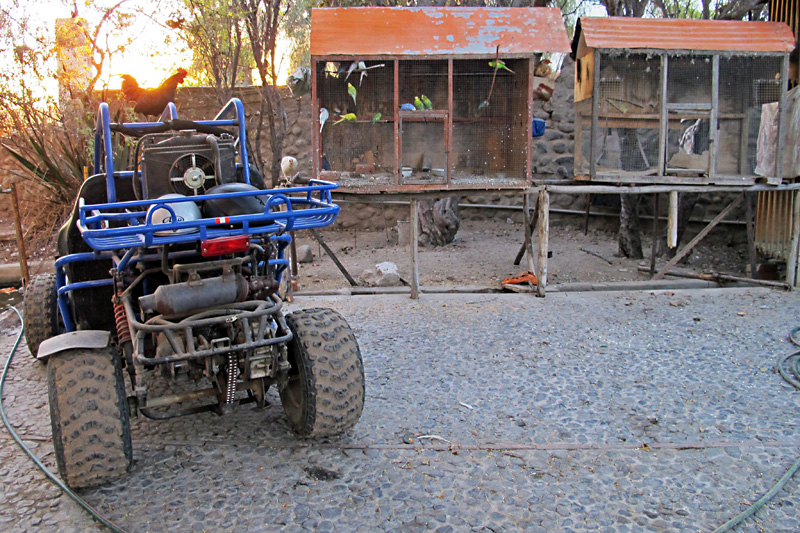 Rooster, birds, and a dune buggy