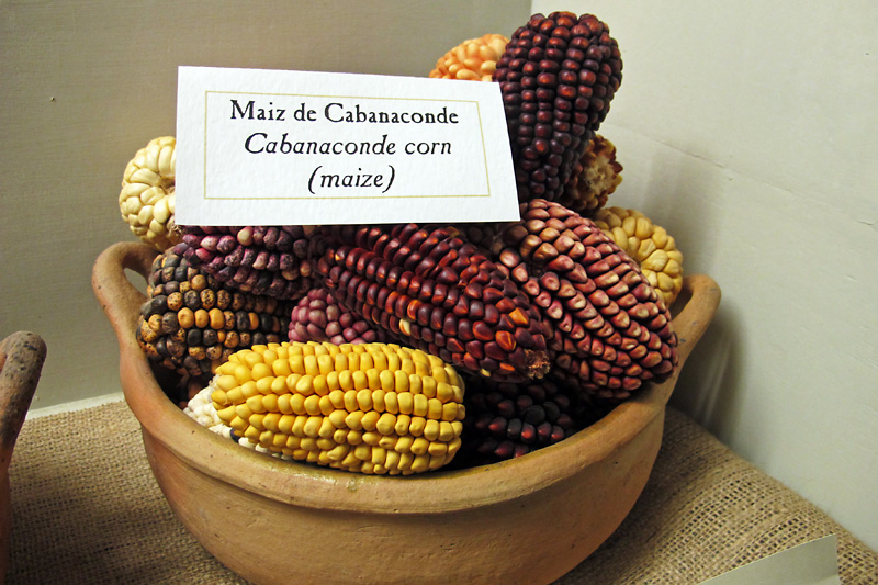 Maize