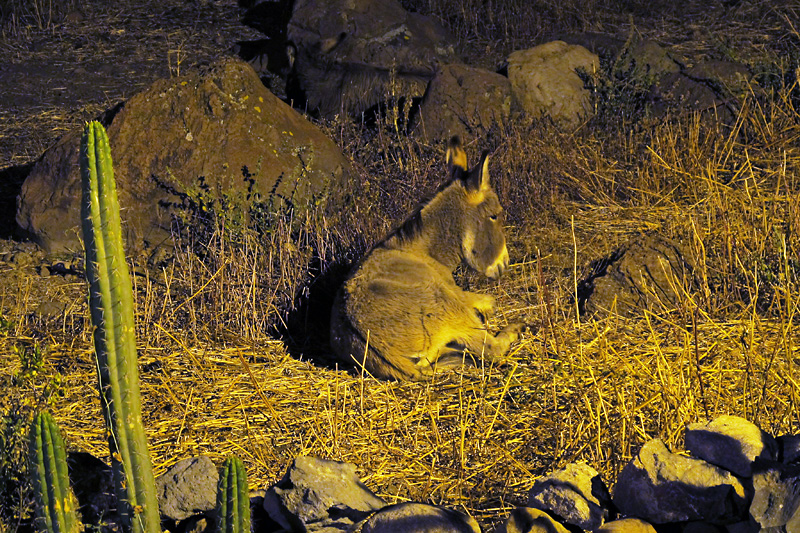 My neighbor settles in for the night