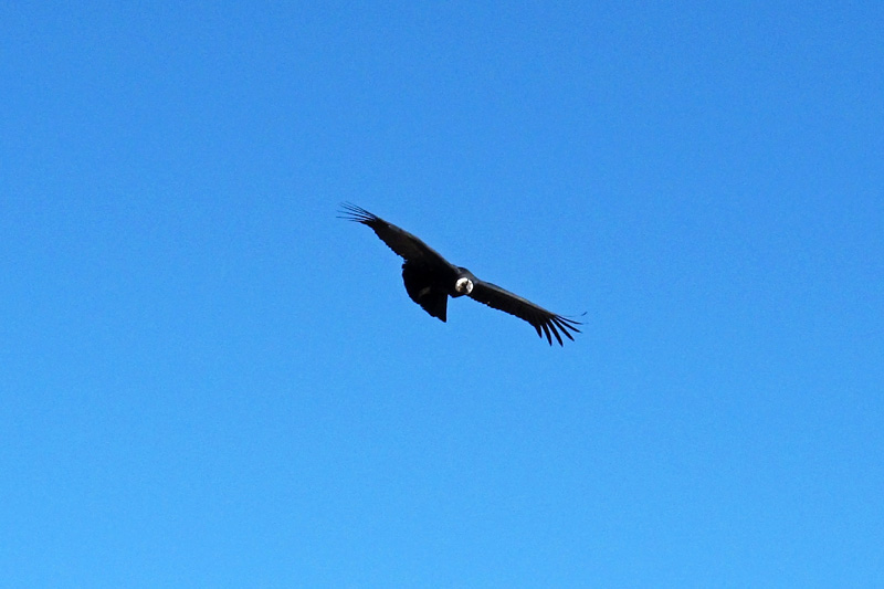 By finding and feeding on carrion they help clean the ecosystem, thereby reducing the chance for diseases to develop