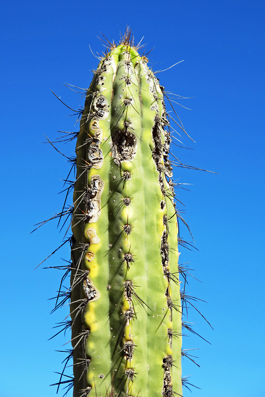 Cactus