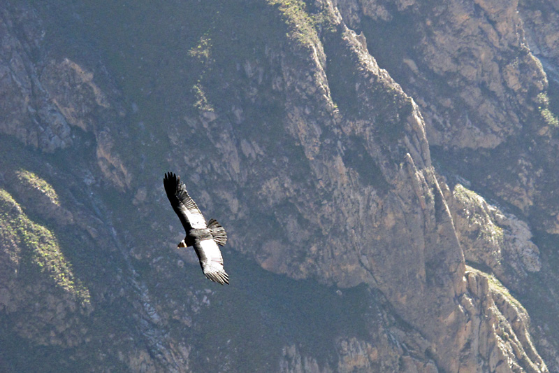 Condors are also commonly called vultures