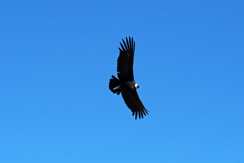 Fly like a Condor