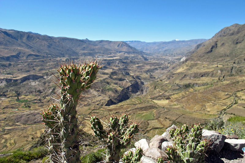 Lots of cacti around here