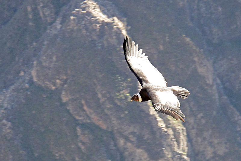 Once very shy, but now they have become used to tourists and will buzz right over your head