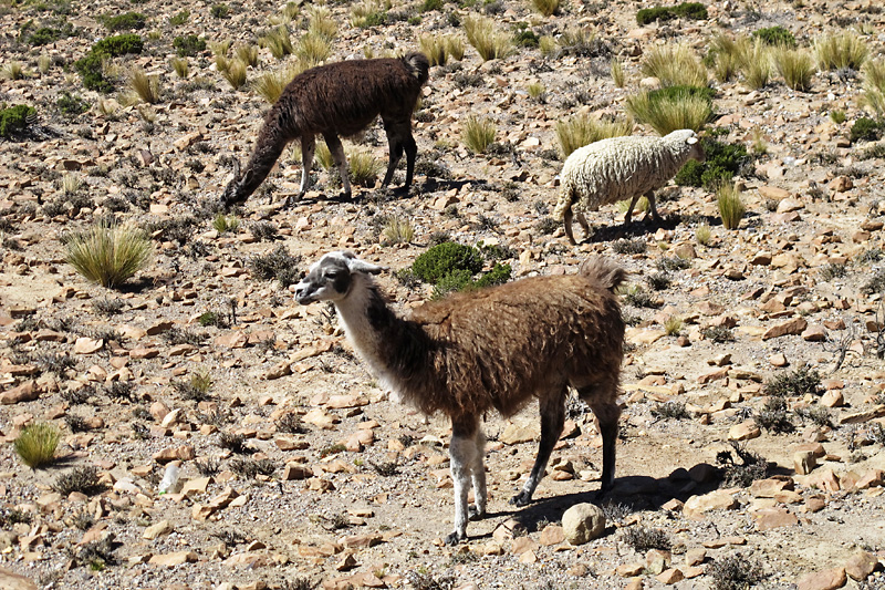 These are either Alpacas or Llamas, I still can't tell the difference