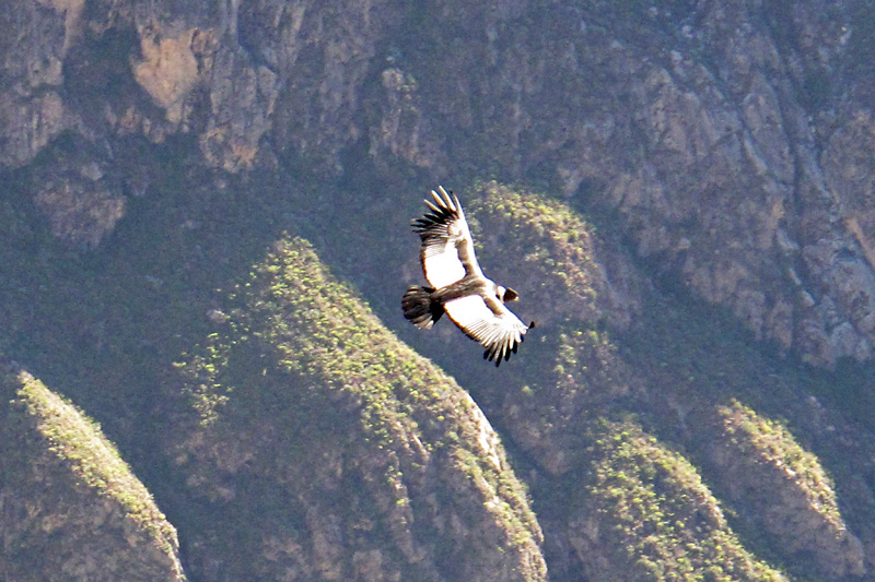 These birds can weigh over 30 pounds