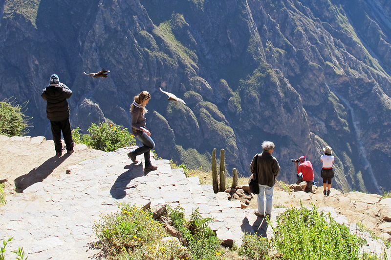 These birds will fly over your head