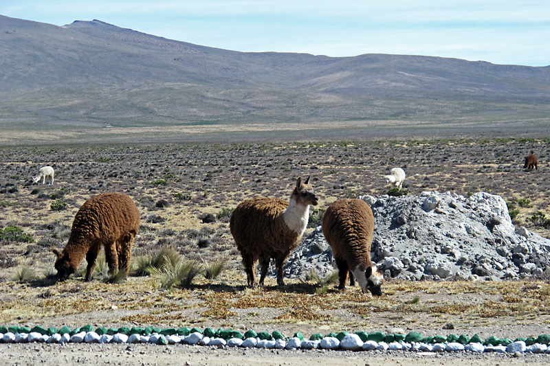 Thier more abundant cousins the Alpaca