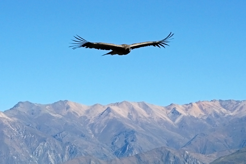 This is what Colca Canyon is all about