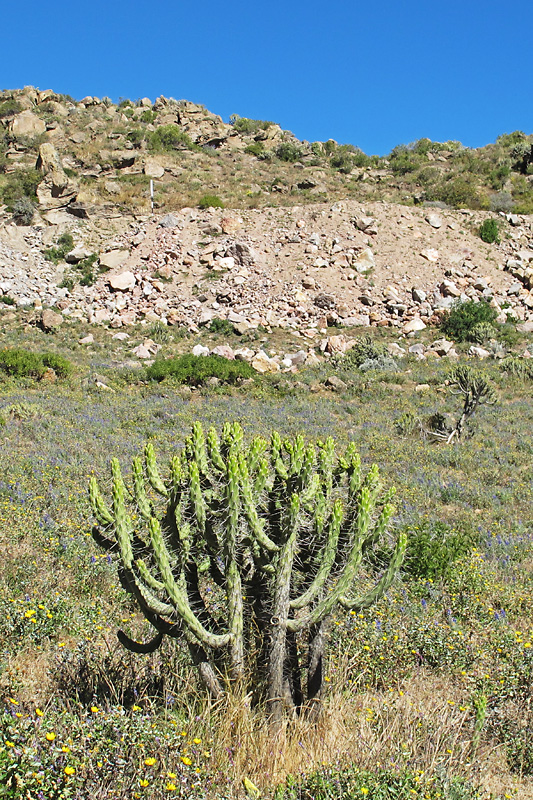 Weird looking cactus