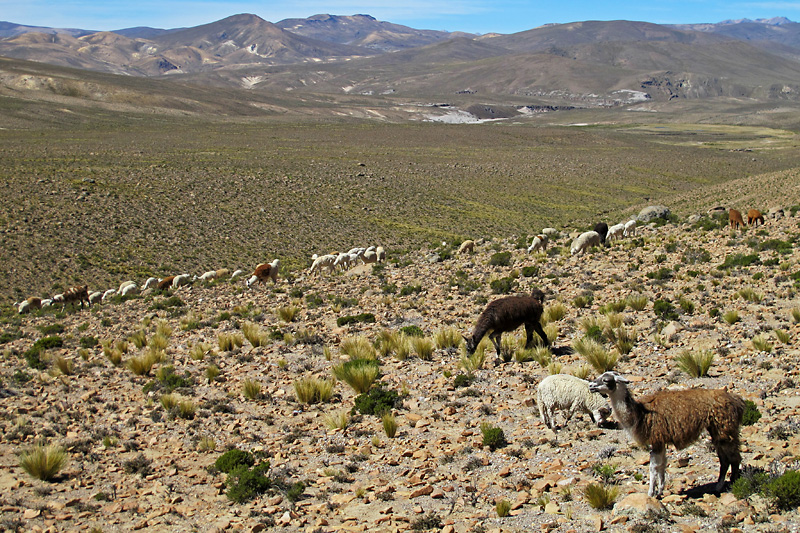 Who knew alpacas and sheep could coexist so peacefully