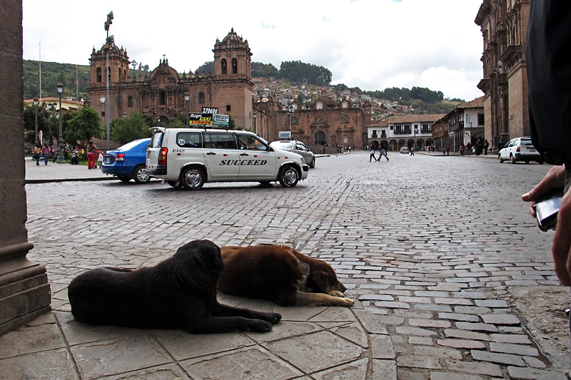 I suspect these two dogs are brothers since most dogs here were loners.jpg