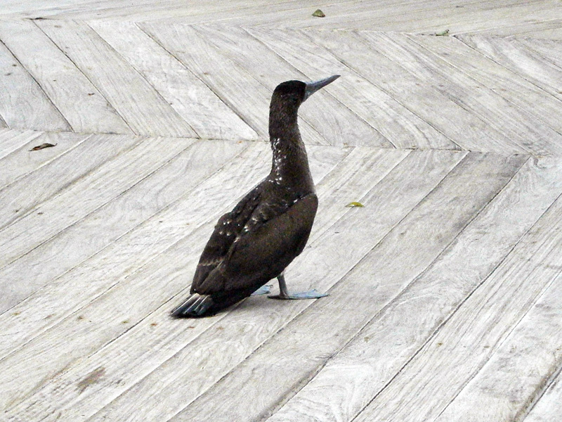 I belive this bird is called a booby- really.jpg