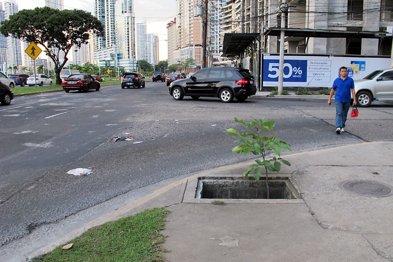 This tree was just growing out of a gutter.jpg