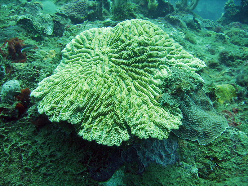 Lots of coral and other reefy things.jpg