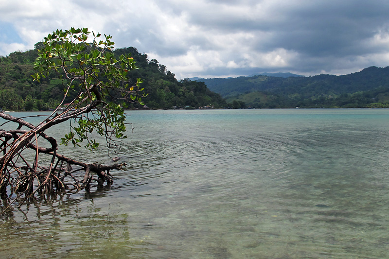 Mangrove landscape.jpg