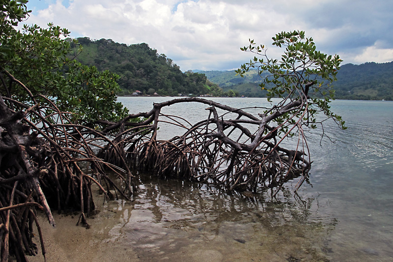 Mangroves-3.jpg