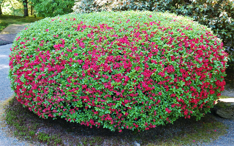 Big Colorful Bush.jpg