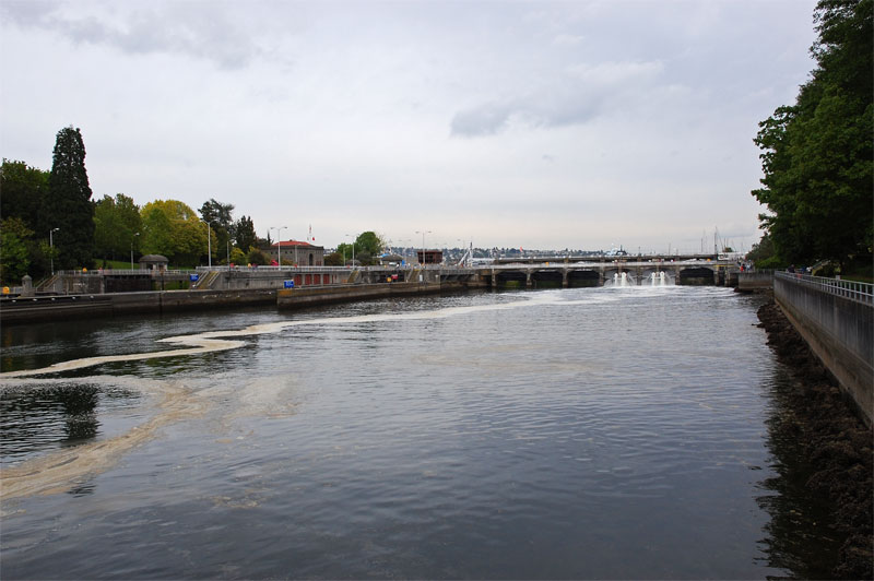 The Ballard Lockes and fish ladder.jpg