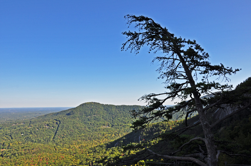 Tree at the top of chimney rock.jpg