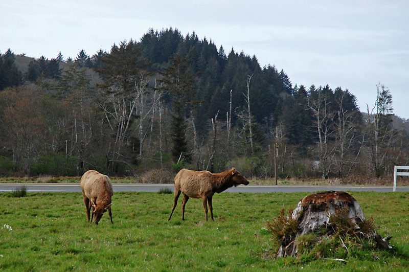 Elk