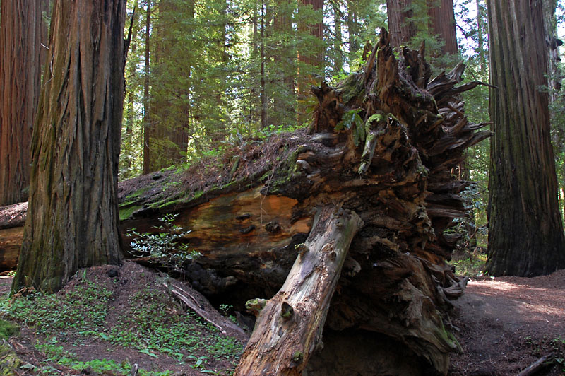 Fallen tree