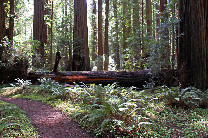 Hiking amongst these giants is a life experience not to be missed