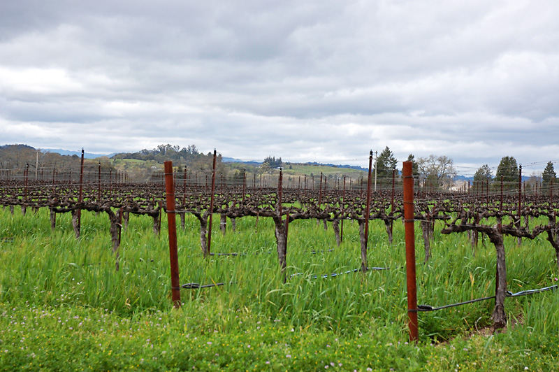 More vineyards