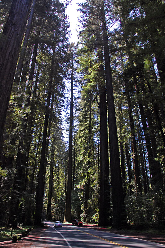 Notice how small the car and mini van are in comparison to the trees