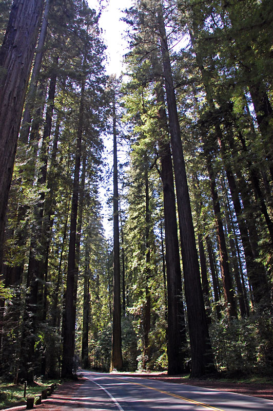 Tall Redwood trees