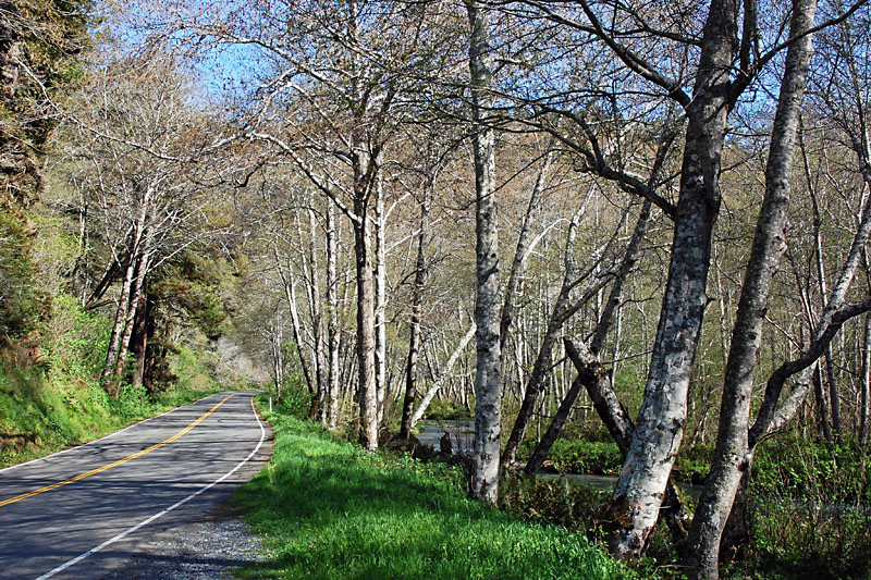 The highway turns inland to go through the Redwood National Forest