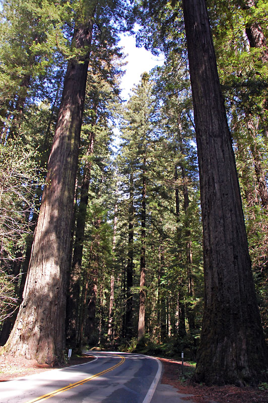 These trees are almost as wide as the road