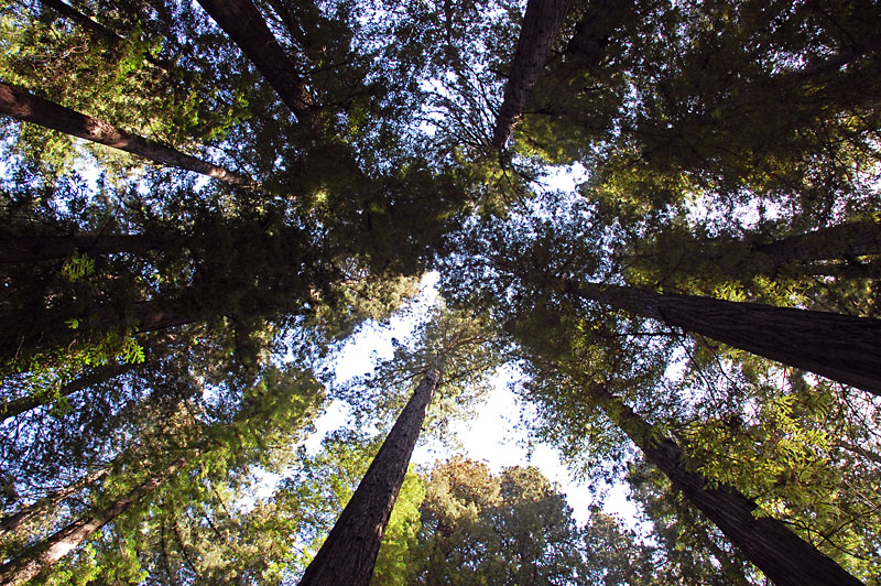 Tree tops