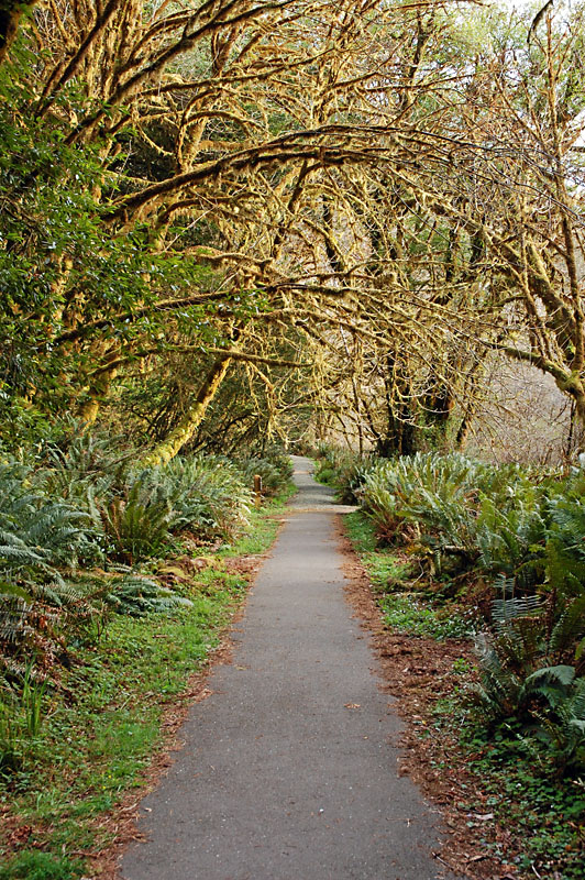 Tunnel of trees