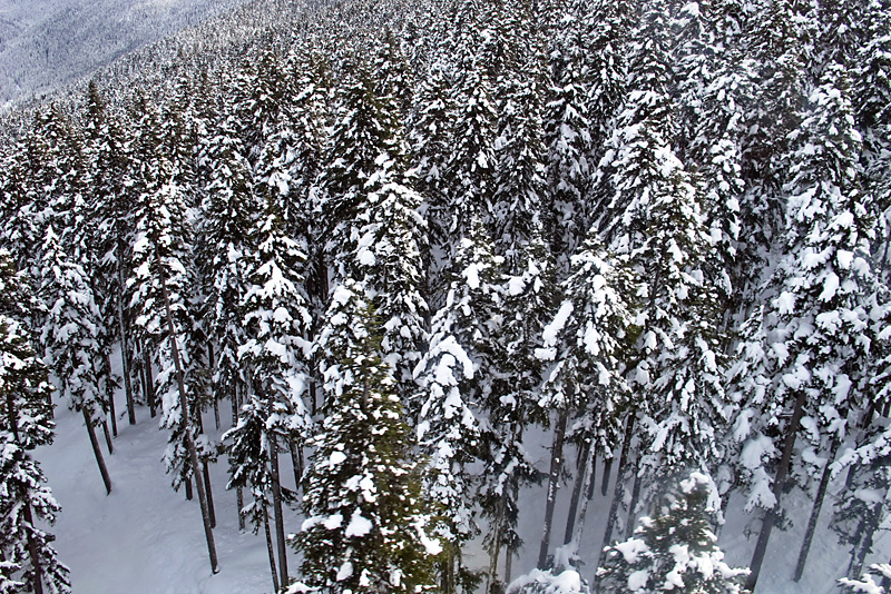 Trees from above.jpg