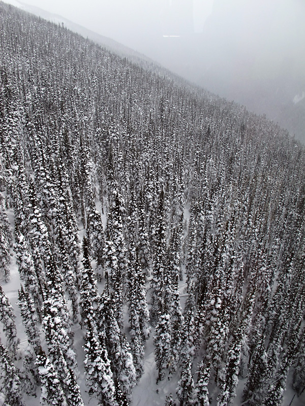 Trees on Blackcomb.jpg