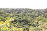 Costa_Rica_Jungle05.jpg
