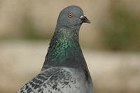 Yasas_I_m_a_Greek_Pigeon.jpg