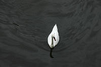 Swan.jpg