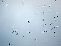 Birds_in_flight.jpg