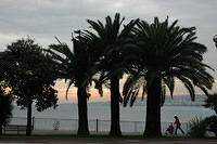 Palm_trees_2.jpg