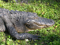 Everglades20.jpg