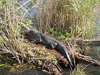 Everglades25.jpg