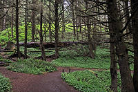 The trail to the lighthouse.jpg